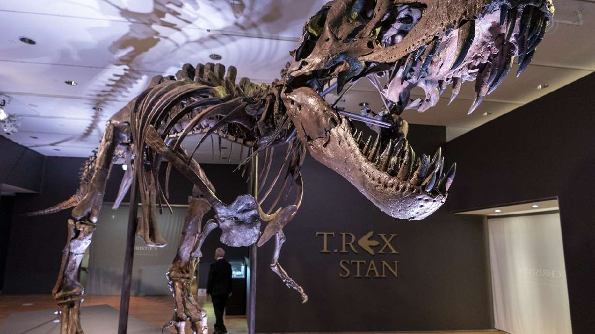 Stan, one of the largest and most complete
Tyrannosaurus rex fossils discovered, is on display, Sept.
15, 2020, at Christie’s in New York. New research indicates the T.
rex may have been a picky eater.