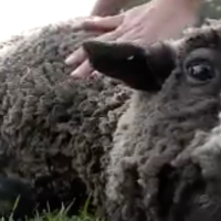 Police investigating after 2 sheep shot, 1 killed at community pasture in Farmington