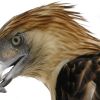 Birds of prey face global decline from habitat loss, poisons