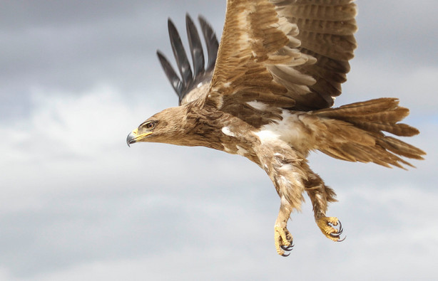 This 2018 photo shows a tawny eagle in Ethiopia. The tawny eagle is considered vulnerable to extinction by scientists. The destruction of forests and grasslands in Africa and South Asia are shrinking its habitat. Globally the top threats to birds of prey are habitat loss, climate change and toxins in the environment.