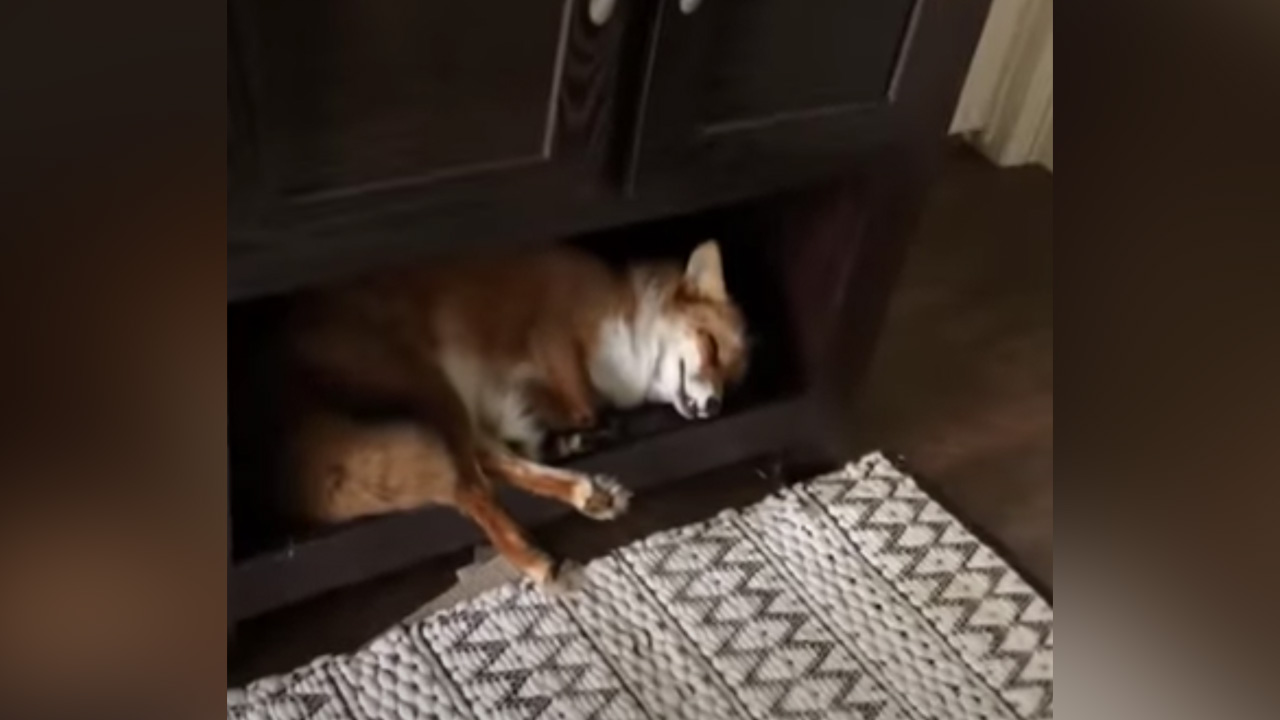 Have You Seen This? We now know what the fox says, kind of