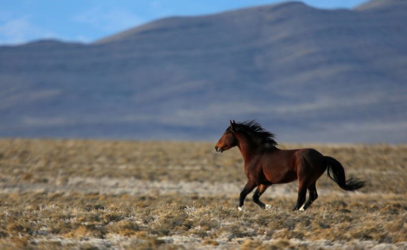 A wild horse gallops across a range as the Bureau of Land Management gathers horses along Highway 21 near the Sulphur Herd Management Area south of Garrison, Utah, Feb. 25, 2015.