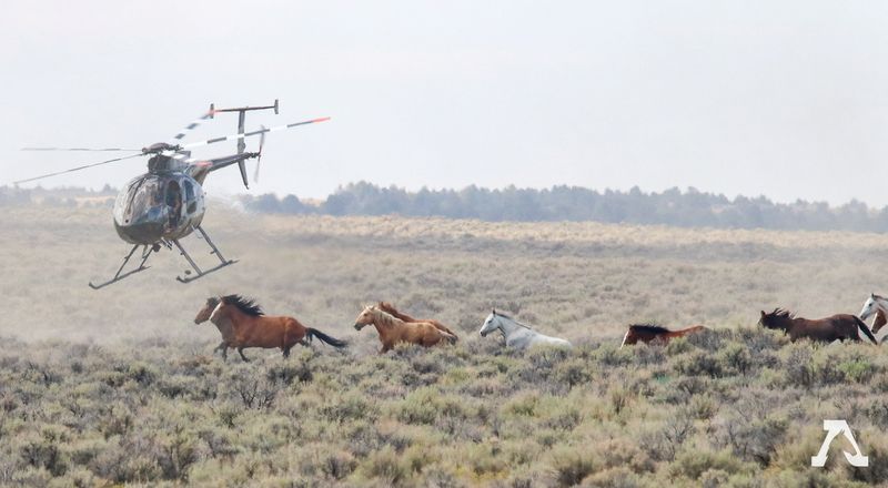 The Bureau of Land Management uses a helicopter to round up wild horses on the Spruce-Pequop Herd Management Area in the Antelope Complex, Nevada, Aug. 5, 2021.