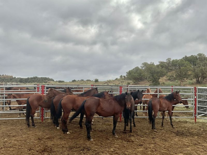 Wild horses stand in a holding area near the West Douglas Herd Area, 20 miles south of Rangely, Colorado, U.S., in this photo released in August 2021.