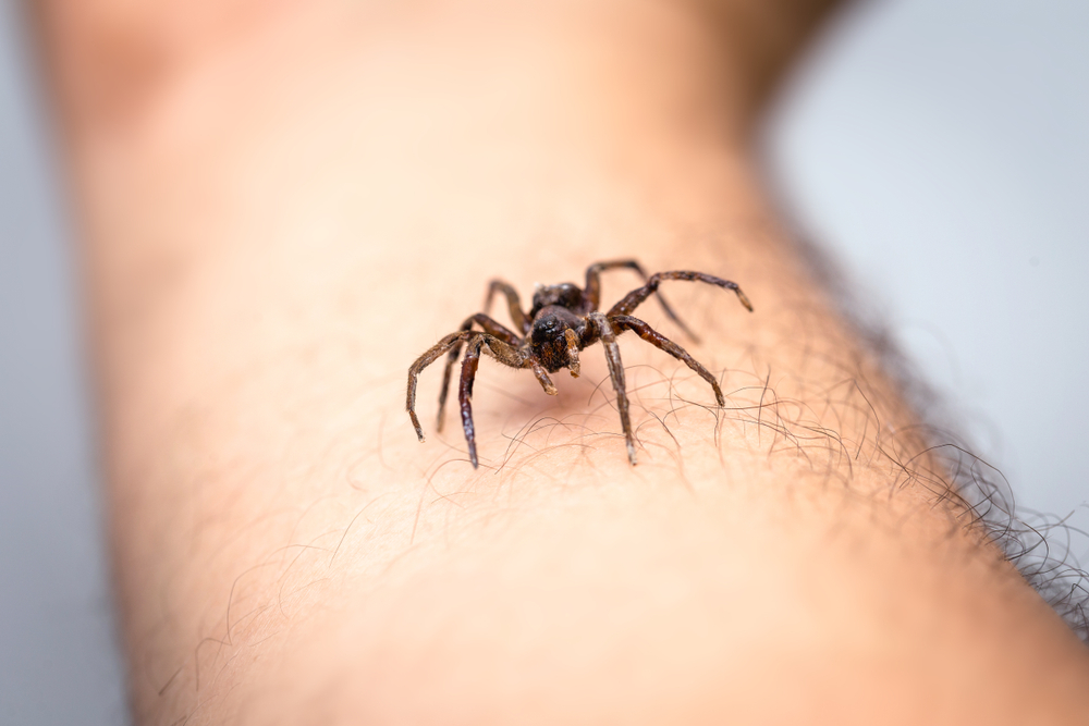4 scary-looking spiders you might come across in Utah