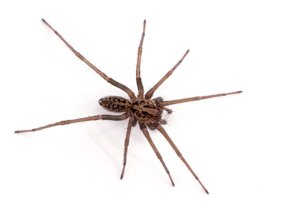 4 scary-looking spiders you might come across in Utah