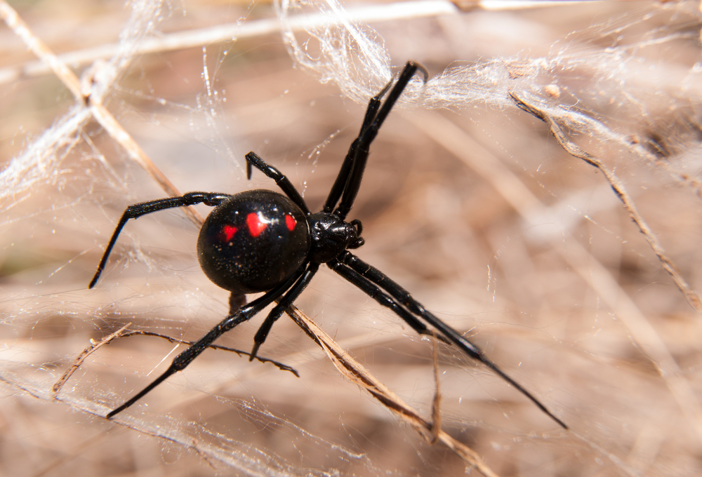 4 scary-looking spiders you might come across in Utah