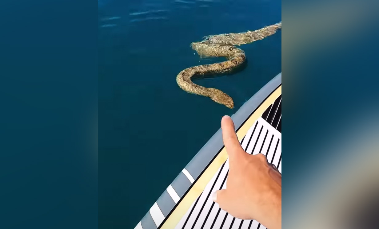 A screenshot from a video posted to YouTube on Wednesday shows a sea snake swimming up to an Australian paddleboarder.