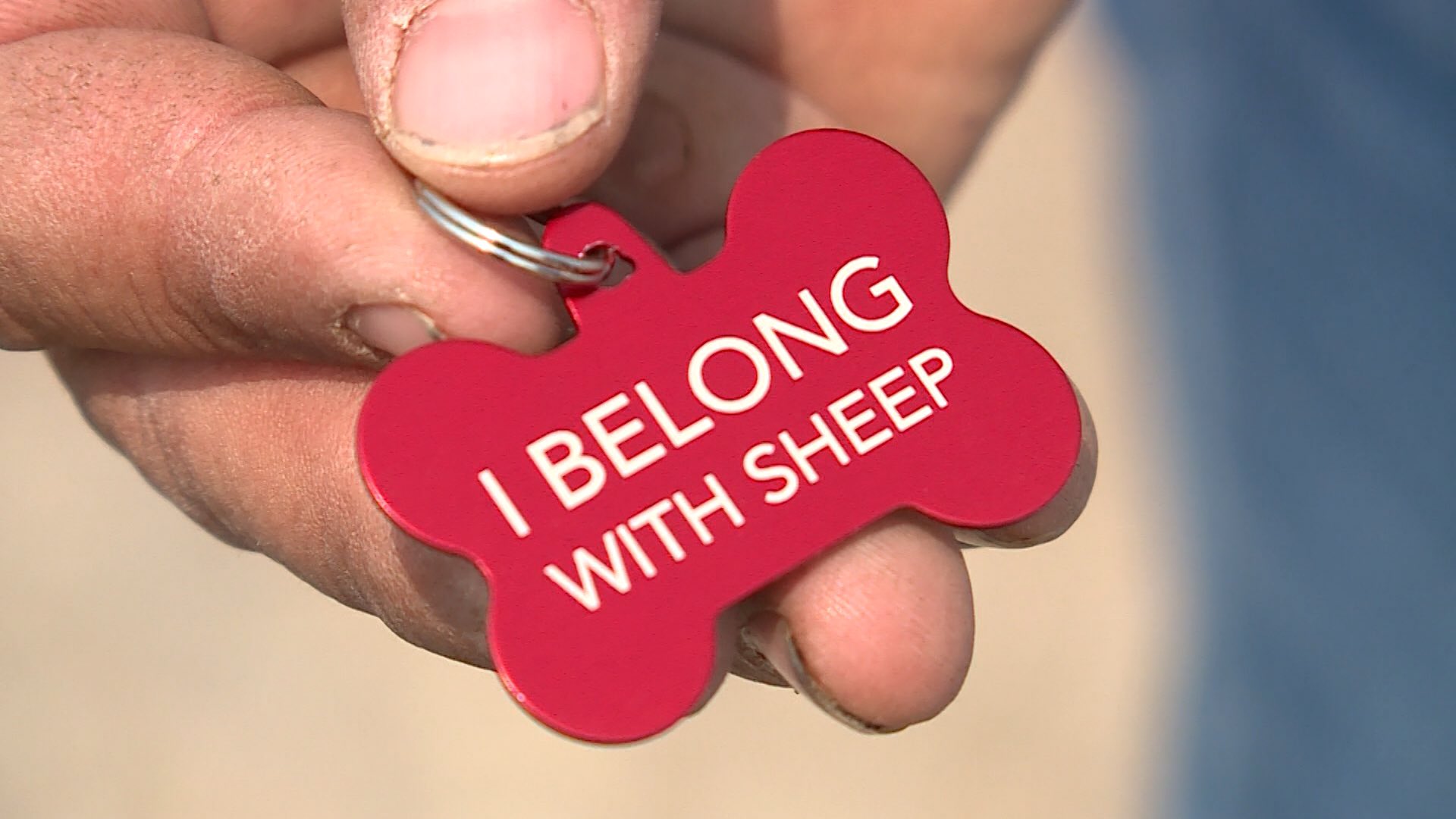 Lane Jensen uses this dog tag to tell passerby's that his dogs are protecting his sheep.