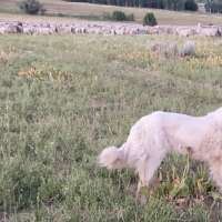 West Haven woman fined for taking rancher's dog