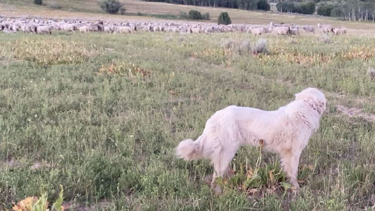 One of rancher Lane Jensen's dogs watches sheep. Two Utah women have each pleaded no contest in a case accusing them of taking a herd dog from Jensen's ranch in Cache County.