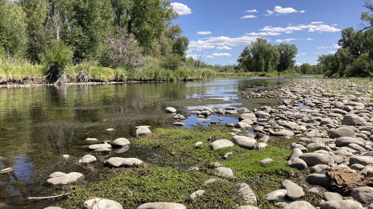 Exposed rocks and aquatic plants are seen alongside the North Platte River at Treasure Island in southern Wyoming, on Tuesday, Aug. 24.The upper North Platte is one of several renowned trout streams affected by climate change, which has brought both abnormally dry, and sometimes unusually wet, conditions to the West.