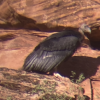 California condor hatchling becomes just 2nd to fledge at Zion National Park