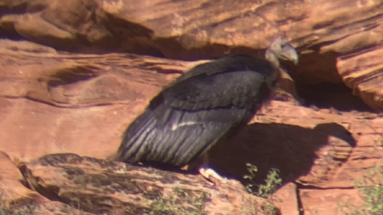 A young California condor, known as 1,111, sits by its nest at Zion National Park. Biologists say the bird took flight for the first time on Aug. 28, a little more than a month earlier than expected.