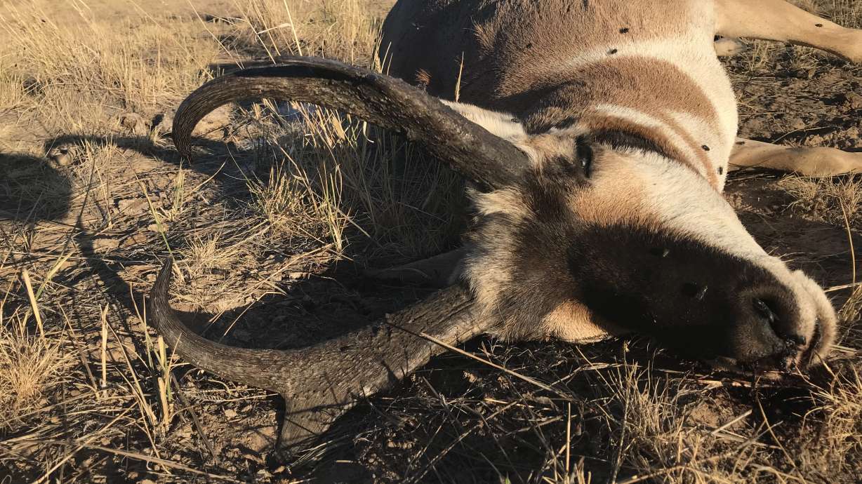 The carcass of a trophy-sized buck found illegally shot and killed in Beaver County in August.