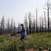 Tree planting efforts aren't replacing burned US forests — not even close