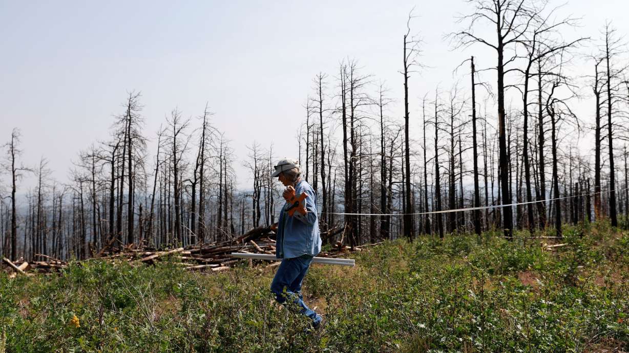 Tammy Parsons, nursery manager of the John T. Harrington Forestry Research Center, lays out a plot at an experiment site on Deer Lake Mesa in Cimarron, New Mexico on Aug. 17. Federal replanting remains underfunded and poorly coordinated with the private sector despite bipartisan support.