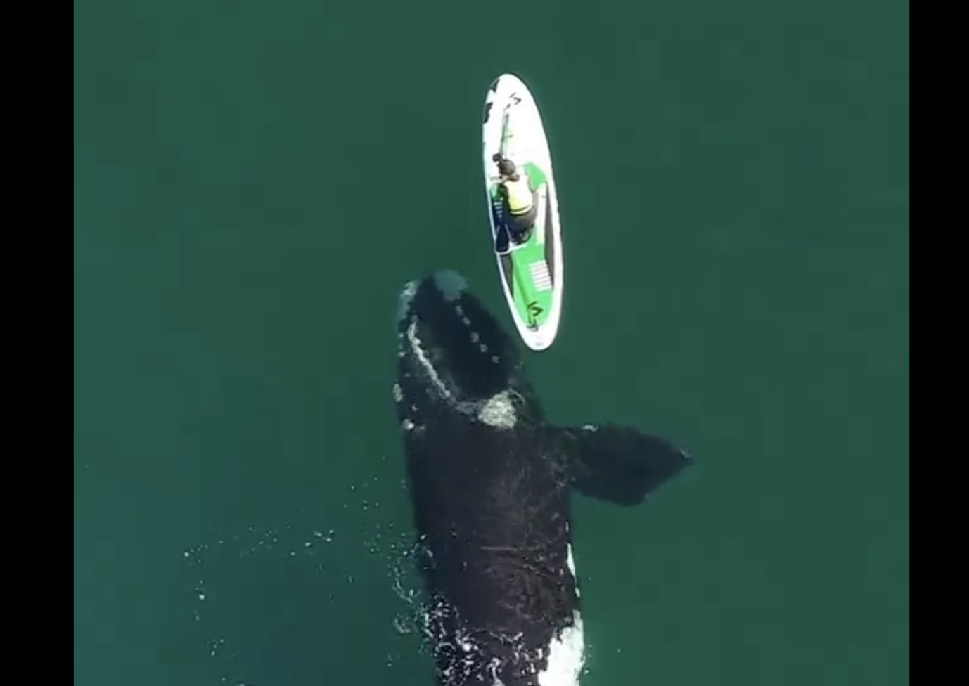 A paddle boarder is out in the ocean in Argentina when a huge humpback whale gets curious.