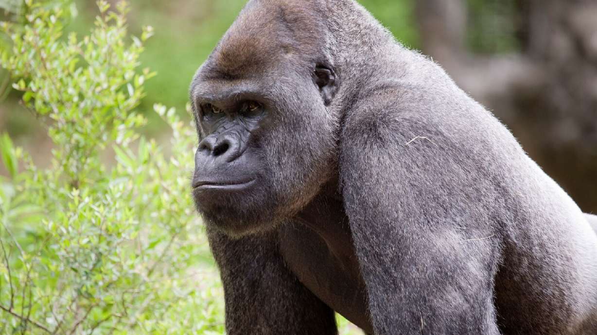 A gorilla at the Zoo Atlanta. Human error led to the death of a young gorilla in Alberta, Canada, according to officials at the Calgary Zoo.