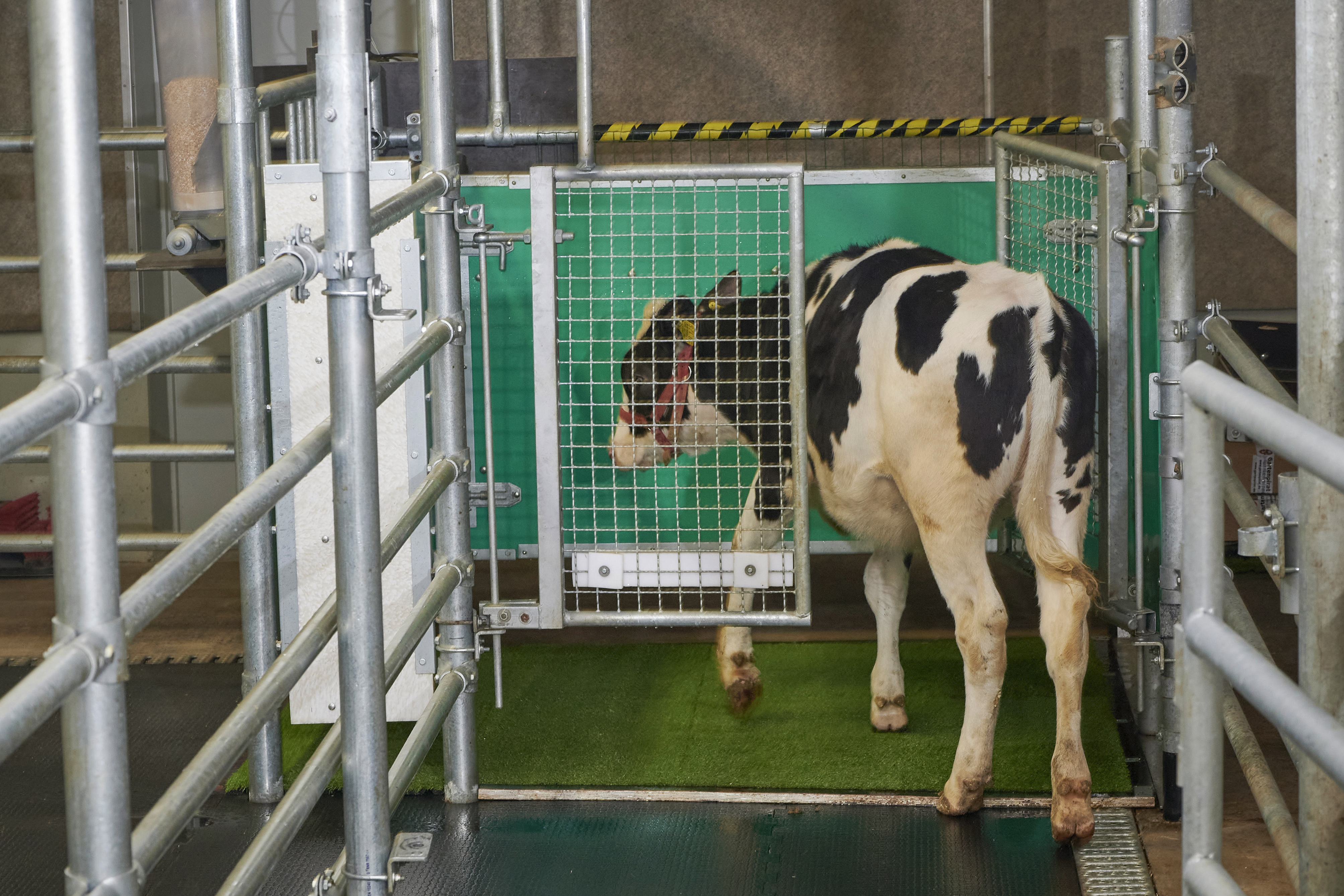 In this undated photo provided by the Research Institute for Farm Animal Biology in Dummerstorf, Germany, in September 2021, a calf enters an astroturf-covered pen nicknamed "MooLoo” to urinate.  