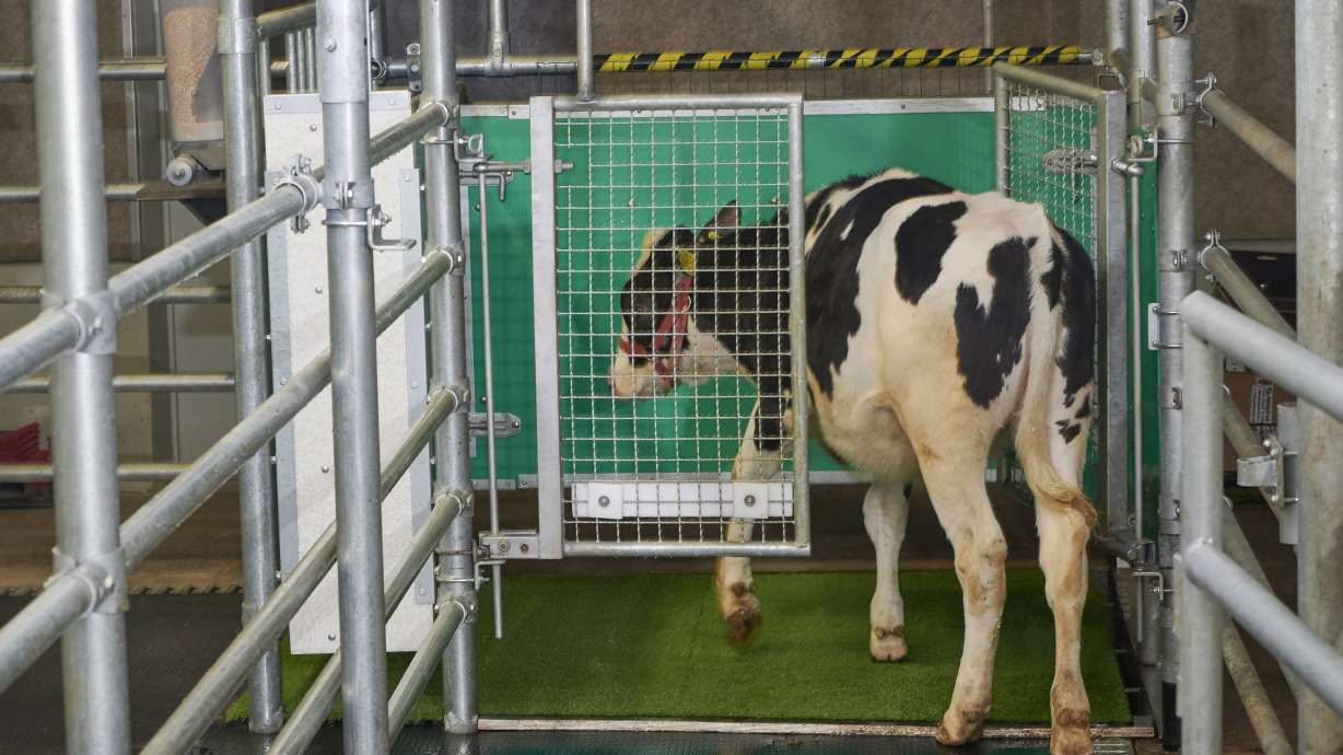 In this undated photo provided by the Research Institute for Farm Animal Biology in Dummerstorf, Germany, in September 2021, a calf enters an astroturf-covered pen nicknamed "MooLoo” to urinate.