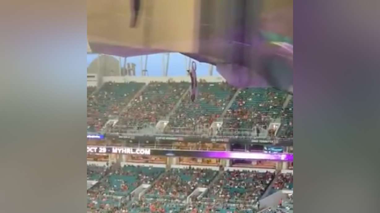 Have You Seen This? Daredevil cat plummets into stadium and is saved by ... a flag?