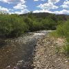 Project aims to clear out nonnative species from Utah native fish haven