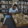 Egypt team identifies fossil of land-roaming 4-legged whale species