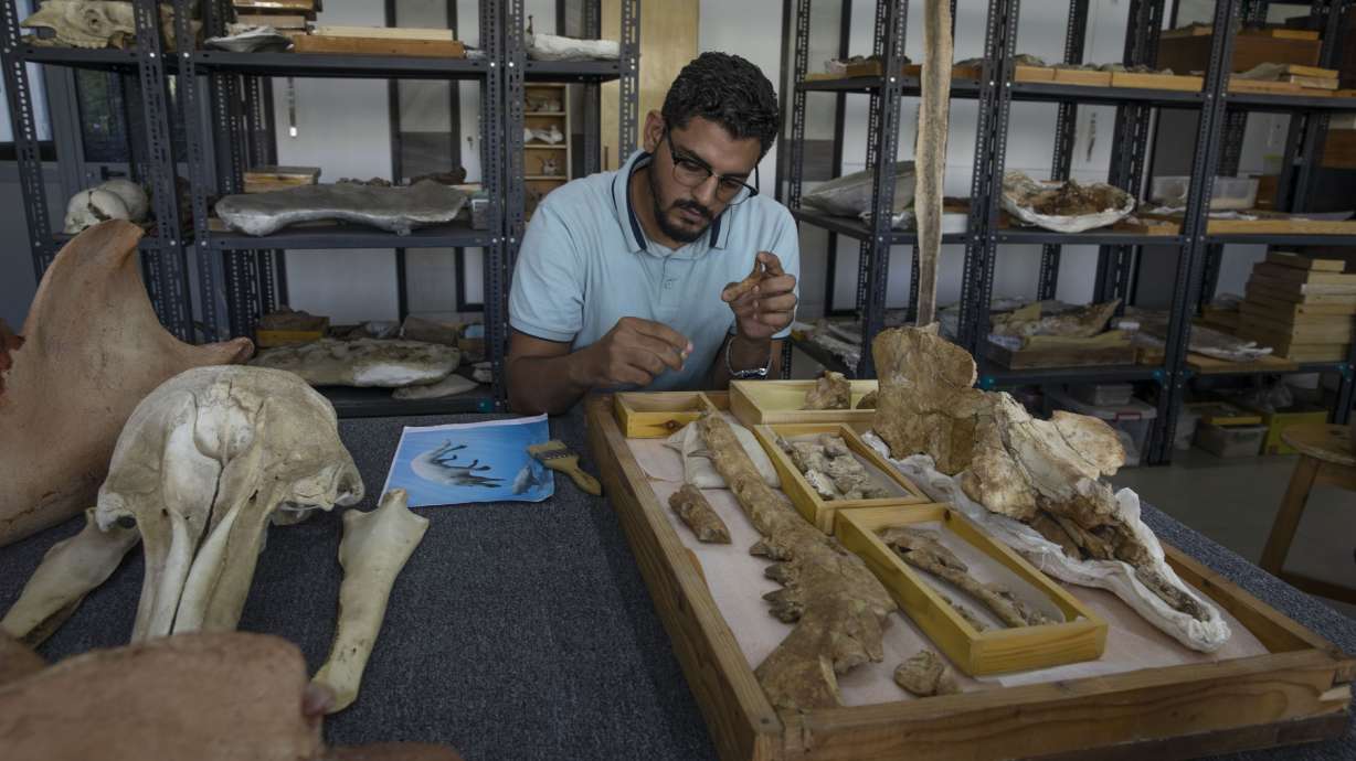 Egyptian researcher at Mansoura University Abdullah Gohar, shows the fossil of a 43-million-year-old four-legged prehistoric whale known as the "Phiomicetus Anubis," in an evolution of whales from land to sea, which was unearthed over a decade ago in Fayoum in the Western Desert of Egypt, at the university's paleontology department lab, in the Nile Delta city of Mansoura, 70 miles north of Cairo, Egypt, Sunday.
