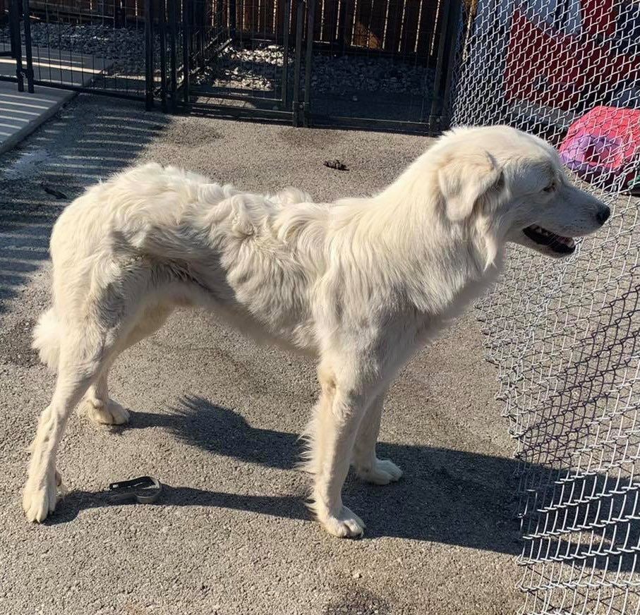 A photo of a Great Pyrenees dog posted on Facebook by Stockton police. Police say the dog was mistreated, left in a kennel without food or water.