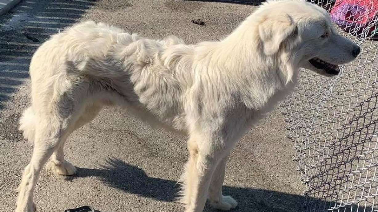 A photo of a Great Pyrenees dog posted on Facebook by Stockton police. Police say the dog was mistreated, left in a kennel without food or water.