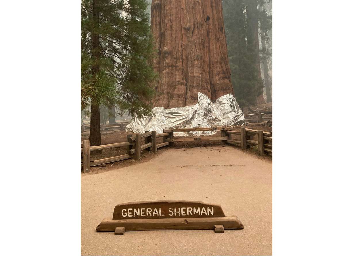 This photo provided by the Southern Area Blue Incident Management Team on Thursday, shows the giant sequoia known as the General Sherman Tree with its base wrapped in a fire-resistant blanket to protect it from the intense heat of approaching wildfires at Sequoia National Forest in California.