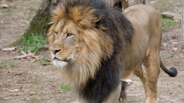 Adult male African lion, Luke, at the Smithsonian's National Zoo in Washington, D.C.