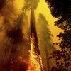 California firefighters scramble to protect sequoia groves