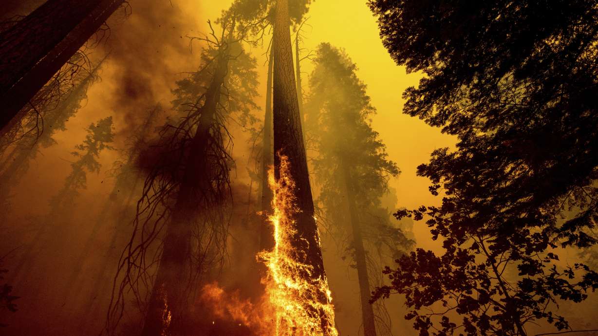 Flames lick up a sequoia tree as the Windy Fire burns in the Trail of 100 Giants grove in Sequoia National Forest, California, on Sunday.