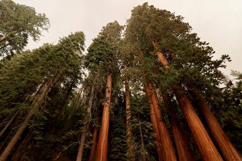 Sequoia trees are seen amidst smoke in the Sequoia National Forest in California, on Friday.