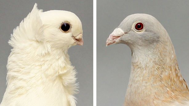 Des chercheurs américains disent avoir percé le mystère du pigeon de Darwin Des chercheurs américains disent avoir percé le mystère du pigeon de Darwin