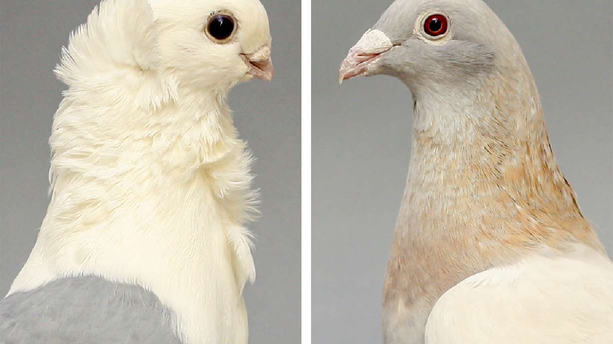 An image of an Old German Owl, left, and Racing Homer, right. The two domestic pigeon species were the the grandparents of over 100 pigeons researched in a study regarding why domestic pigeon beaks widely range in size.