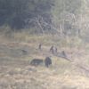 Have You Seen This? Fearless wolf bites grizzly bear on the behind