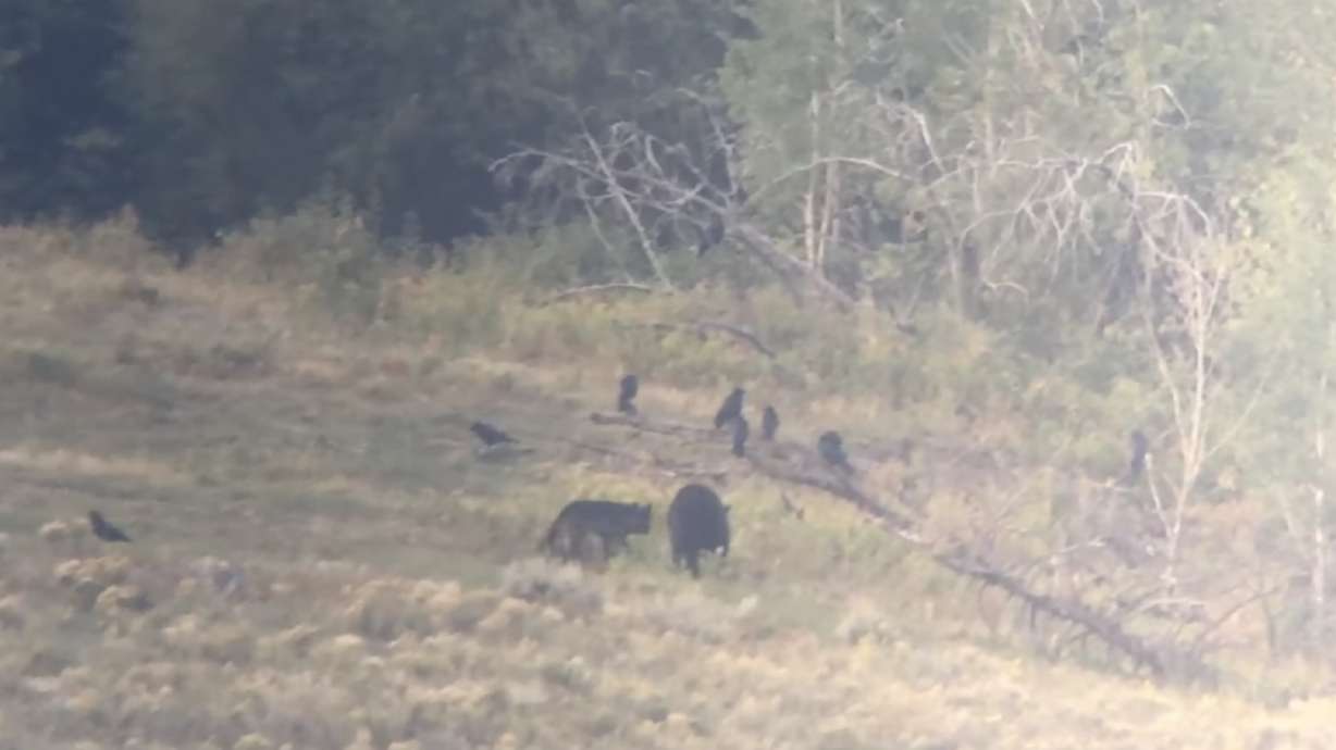 How many times would you bite a grizzly bear on the rump? In the case of this wolf, the answer is three.