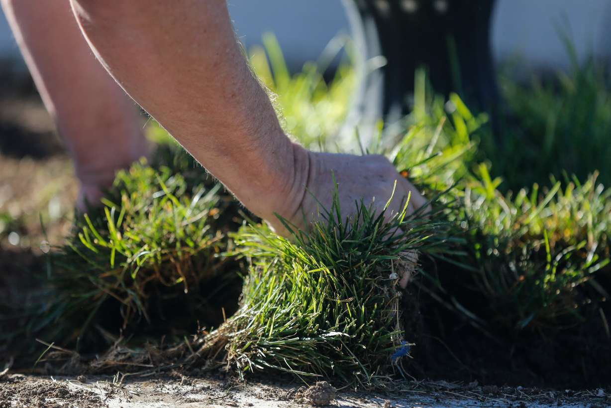 A Utah Division of Water Resources employee removes sod from a parking strip in Herriman on Tuesday during the launch of “Flip Blitz,” a landscape diversification and water conservation program.