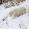 Why rangers call on volunteers to hunt mountain goats at Grand Teton National Park