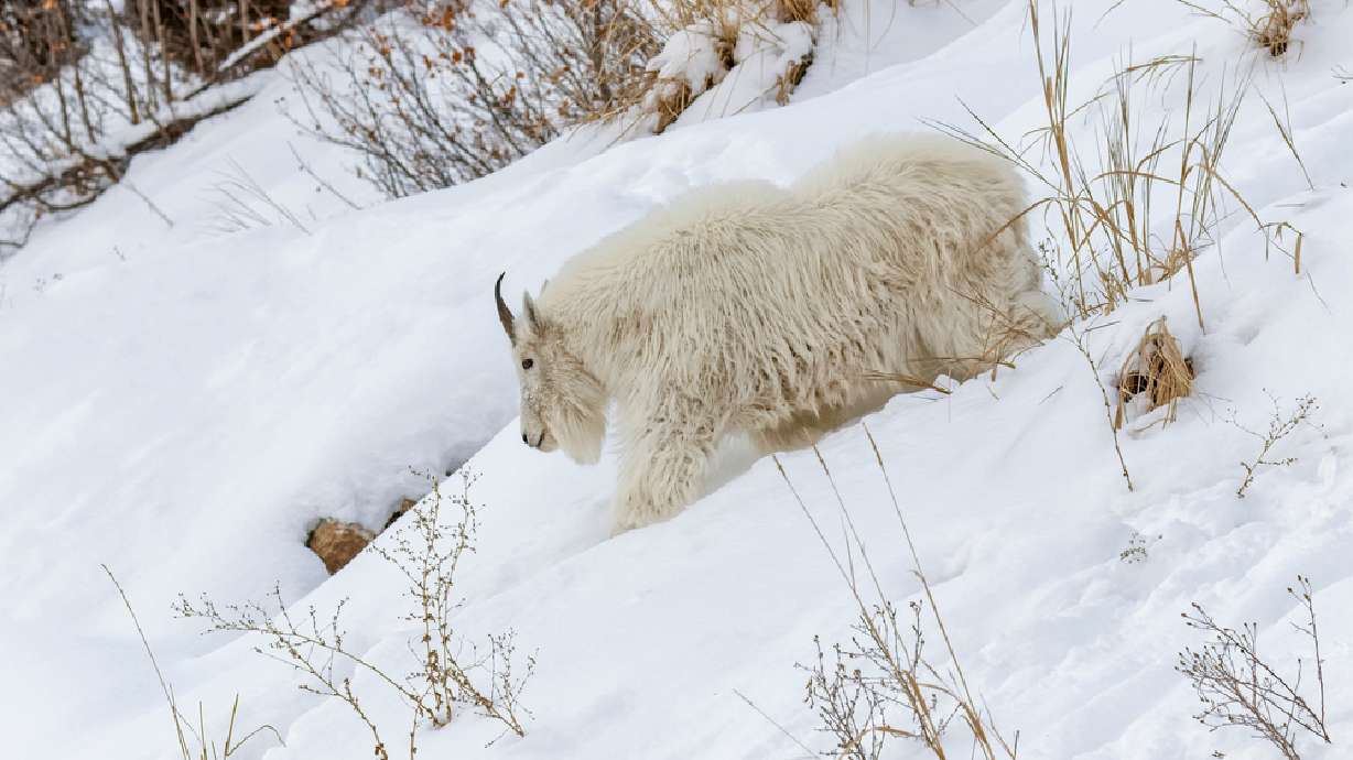 An undated photo of an adult mountain goat descending a steep snow-covered slope near Grand Teton National Park in Wyoming. Park officials are allowing qualified volunteer hunters to hunt the species they say is invasive and harmful to the park's native bighorn sheep population.