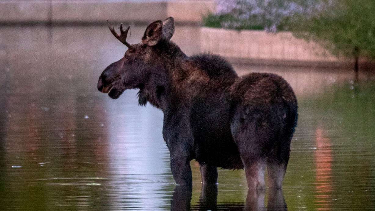 A bull moose stands in a pond at Weber State University's campus in Ogden on Wednesday. The photo was taken before the moose ran off and was struck by a car on a nearby road.