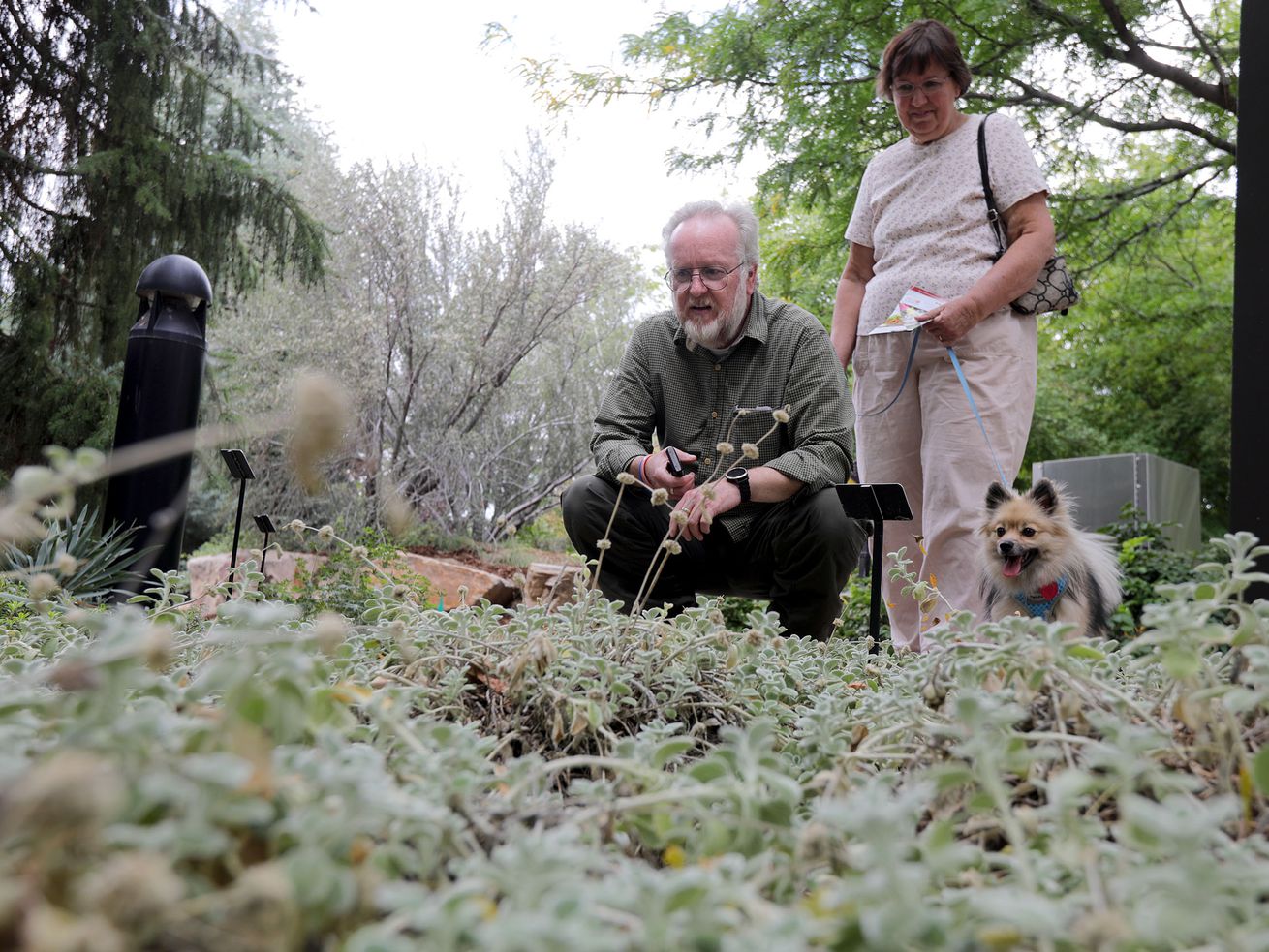 David Wilson, Charlene Wilson and their dog Misty look
at silver-edged horehound as they explore the Jordan Valley Water
Conservancy District’s Conservation Garden Park in West Jordan on Sept. 10, as they contemplate what to plant in their
yard.