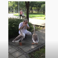 Have You Seen This? Man charms geese with harmonica