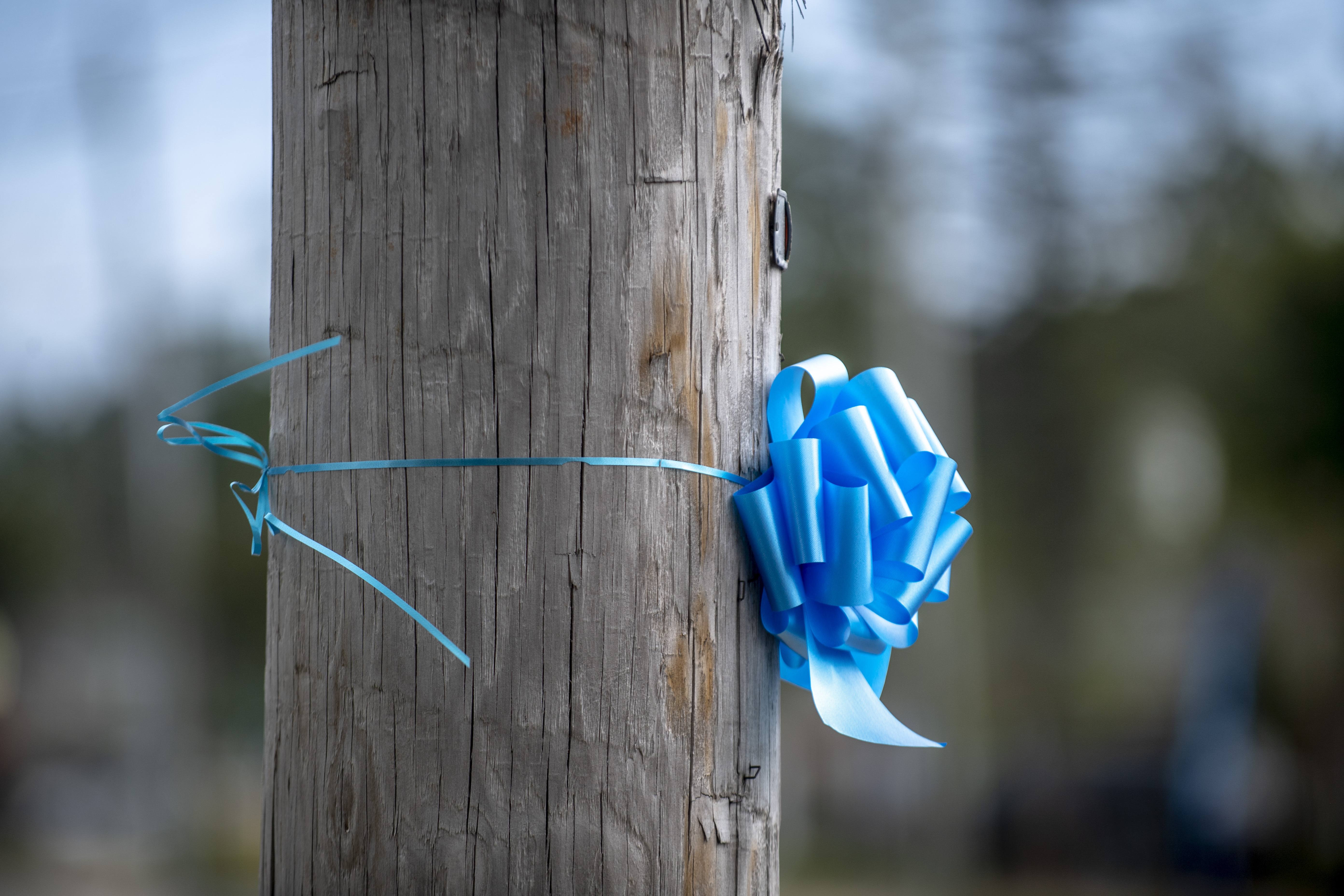 Blue ribbons in memory of Gabby Petito are scattered across her hometown of Blue Point, N.Y. on Thursday. Search teams were back out at a Florida nature park to look for the boyfriend of Gabby Petito, the young woman who authorities say was killed while on a cross-country trip with him.