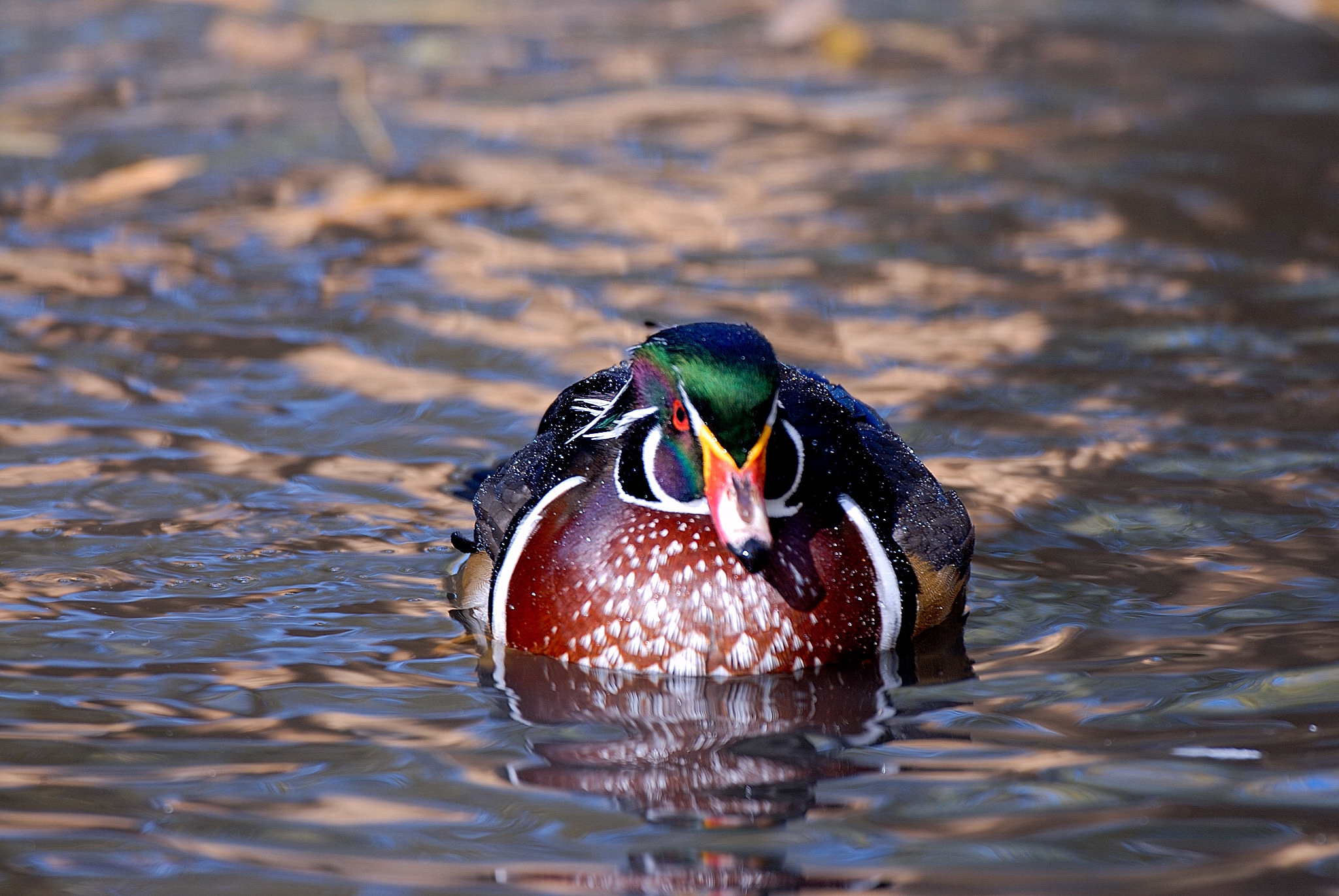 A male wood duck swims in Utah. Utah's general duck hunting season begins Saturday in northern Utah.