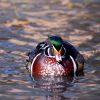 Why Utah biologists say hunters should expect fewer ducks and geese this fall