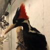 US says ivory-billed woodpecker, 22 other species extinct